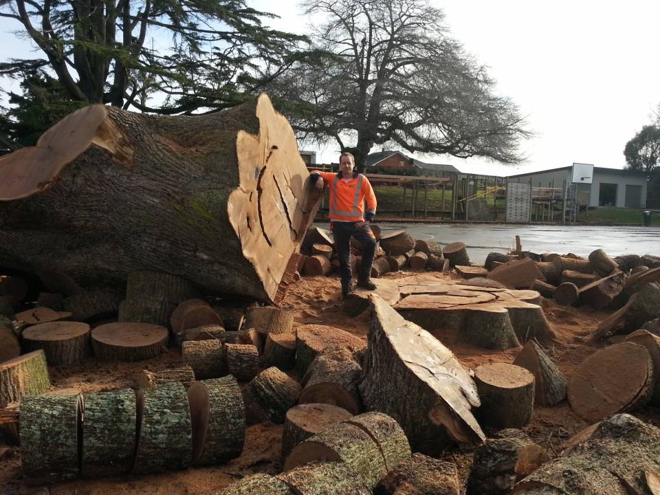 Worker Standing Next to Fallen Tree