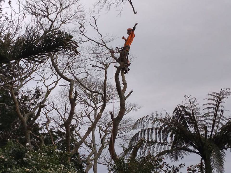 Worker Pruning Tree