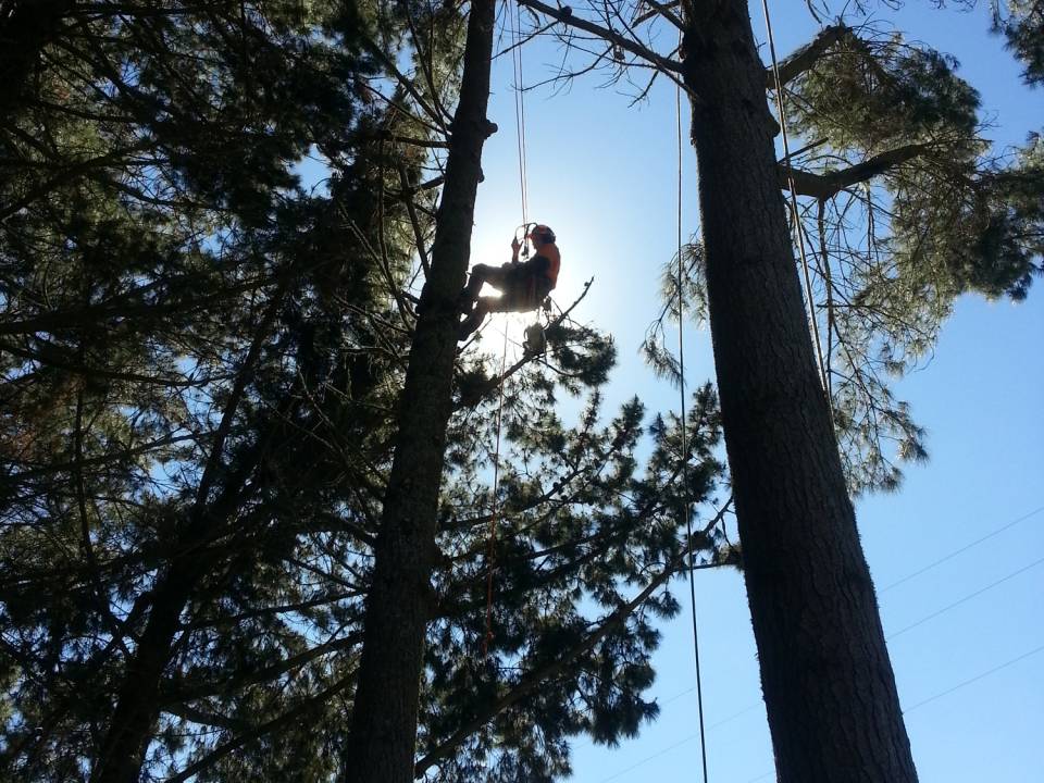 Tree About to Be Felled