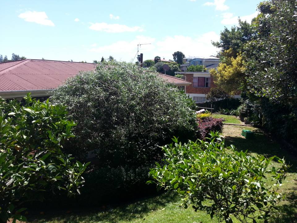 Tree Ready to be Pruned