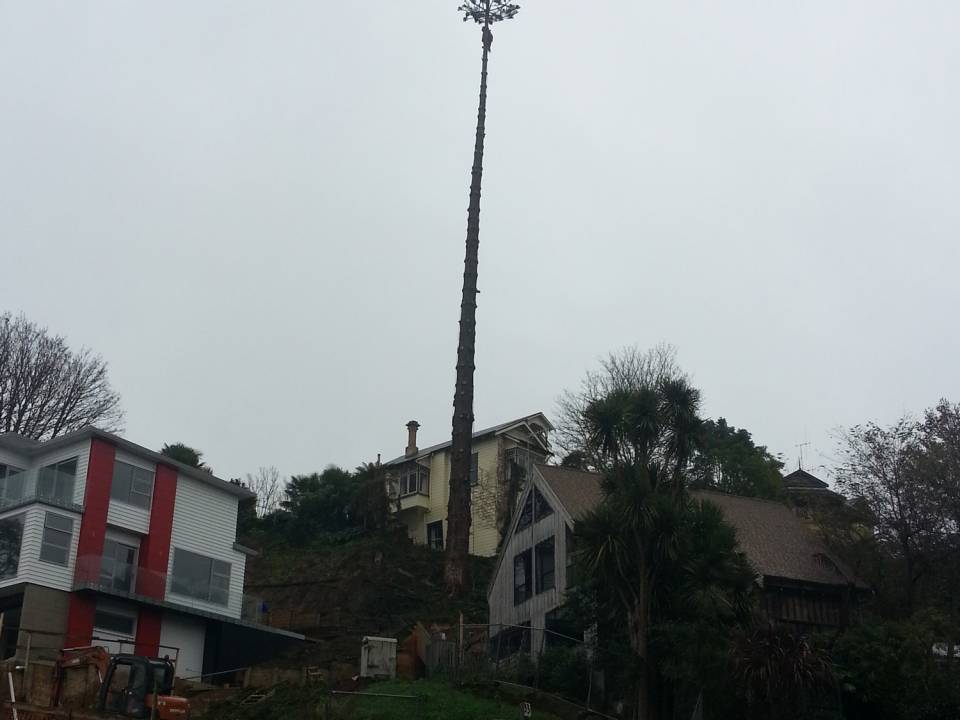 Tree Ready to be Felled