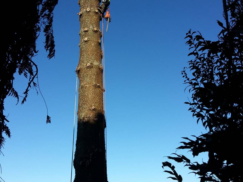 Worker Chopping Tree