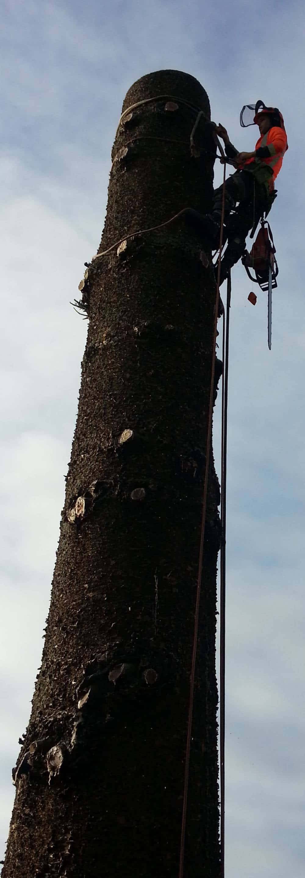 Tree Pruning